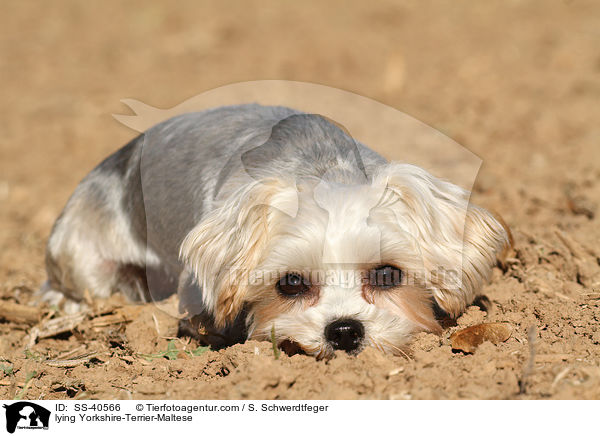 liegender Yorkshire-Terrier-Malteser / lying Yorkshire-Terrier-Maltese / SS-40566
