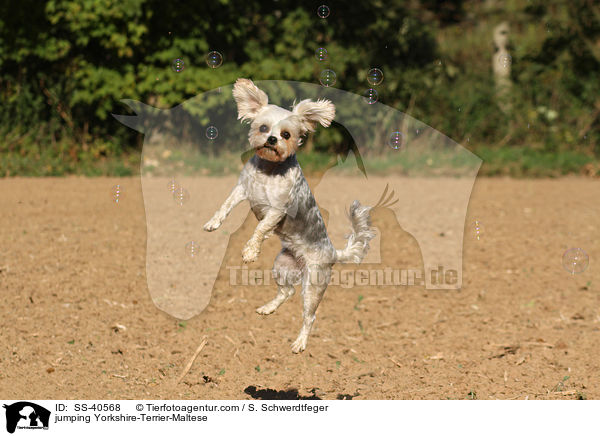 springender Yorkshire-Terrier-Malteser / jumping Yorkshire-Terrier-Maltese / SS-40568