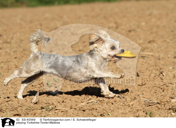 playing Yorkshire-Terrier-Maltese / SS-40569