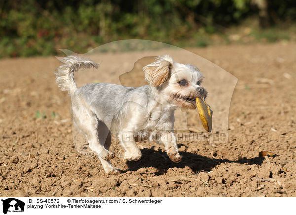 spielender Yorkshire-Terrier-Malteser / playing Yorkshire-Terrier-Maltese / SS-40572