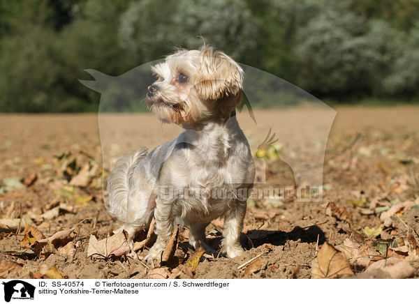 sitzender Yorkshire-Terrier-Malteser / sitting Yorkshire-Terrier-Maltese / SS-40574