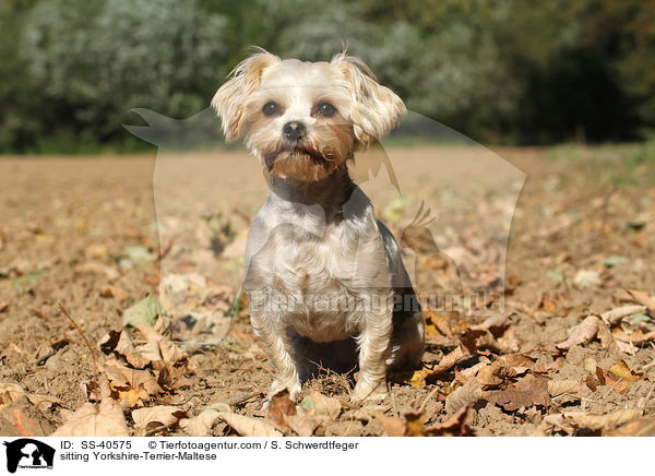 sitzender Yorkshire-Terrier-Malteser / sitting Yorkshire-Terrier-Maltese / SS-40575