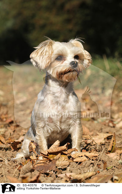 sitzender Yorkshire-Terrier-Malteser / sitting Yorkshire-Terrier-Maltese / SS-40576