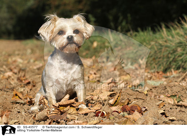 sitzender Yorkshire-Terrier-Malteser / sitting Yorkshire-Terrier-Maltese / SS-40577
