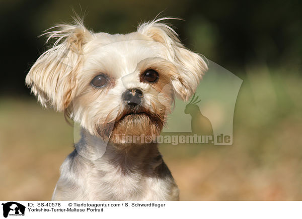 Yorkshire-Terrier-Malteser Portrait / Yorkshire-Terrier-Maltese Portrait / SS-40578
