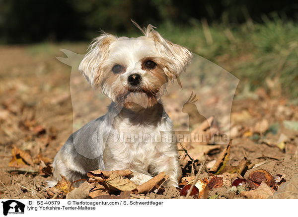 liegender Yorkshire-Terrier-Malteser / lying Yorkshire-Terrier-Maltese / SS-40579