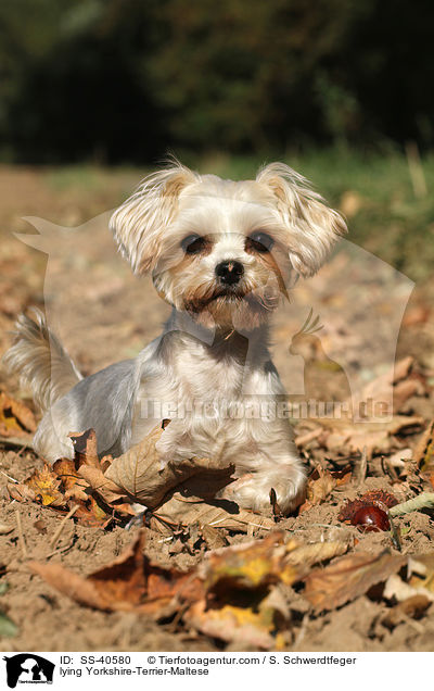 liegender Yorkshire-Terrier-Malteser / lying Yorkshire-Terrier-Maltese / SS-40580