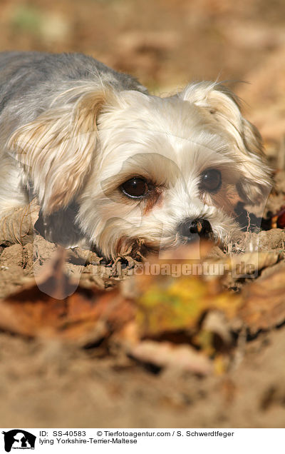 liegender Yorkshire-Terrier-Malteser / lying Yorkshire-Terrier-Maltese / SS-40583