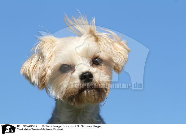 Yorkshire-Terrier-Malteser Portrait / Yorkshire-Terrier-Maltese Portrait / SS-40587