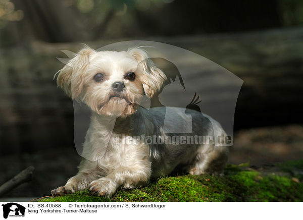 liegender Yorkshire-Terrier-Malteser / lying Yorkshire-Terrier-Maltese / SS-40588