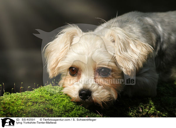 liegender Yorkshire-Terrier-Malteser / lying Yorkshire-Terrier-Maltese / SS-40591