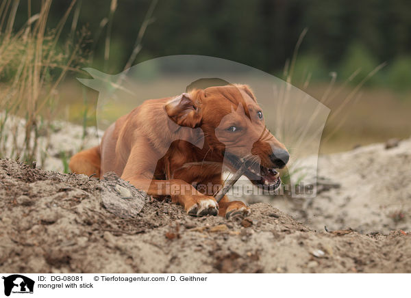 Mischling mit Stock / mongrel with stick / DG-08081
