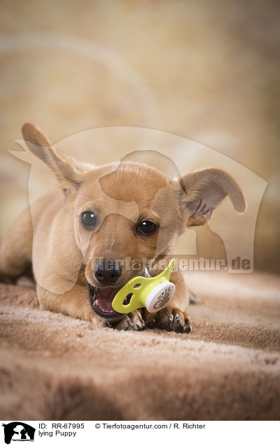 liegender Welpe / lying Puppy / RR-67995