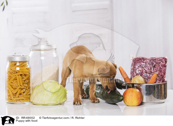 Welpe mit Futter / Puppy with food / RR-68002