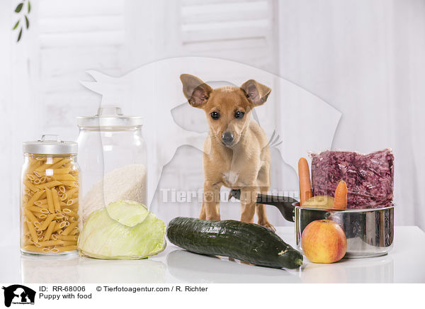 Welpe mit Futter / Puppy with food / RR-68006