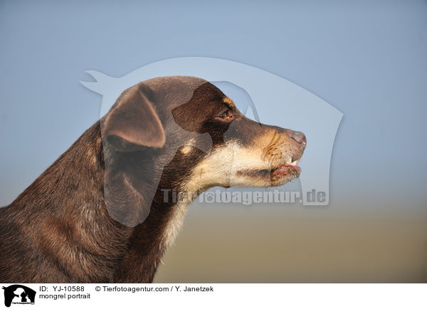 Mischling Portrait / mongrel portrait / YJ-10588