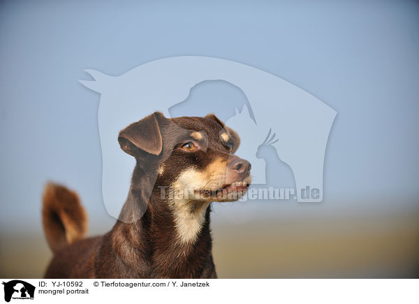 Mischling Portrait / mongrel portrait / YJ-10592