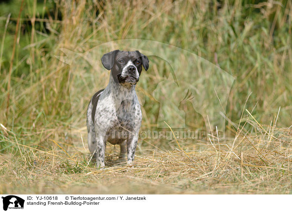 stehender Franzsiche-Bulldogge-Pointer / standing Frensh-Bulldog-Pointer / YJ-10618