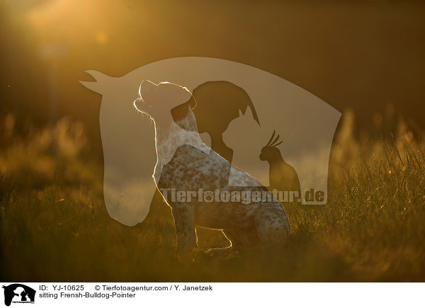 sitzender Franzsiche-Bulldogge-Pointer / sitting Frensh-Bulldog-Pointer / YJ-10625