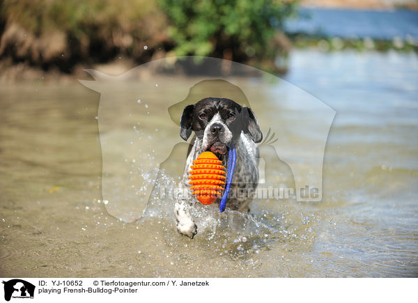 playing Frensh-Bulldog-Pointer / YJ-10652