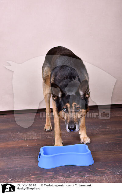 Schferhund-Husky / Husky-Shepherd / YJ-10678