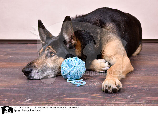 liegender Schferhund-Husky / lying Husky-Shepherd / YJ-10686