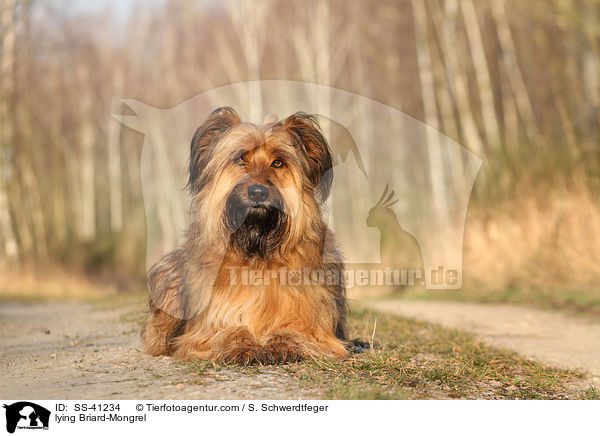 liegender Briard-Mischling / lying Briard-Mongrel / SS-41234