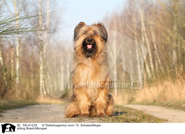 sitzender Briard-Mischling / sitting Briard-Mongrel / SS-41235