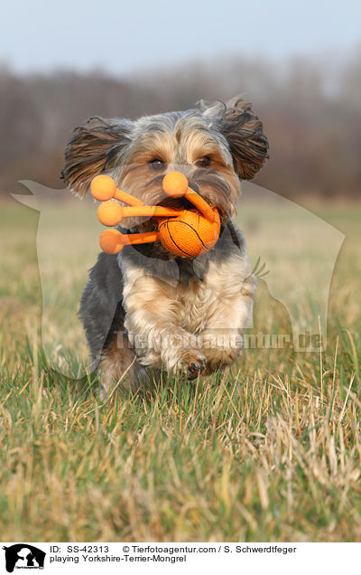 spielender Yorkshire-Terrier-Mischling / playing Yorkshire-Terrier-Mongrel / SS-42313