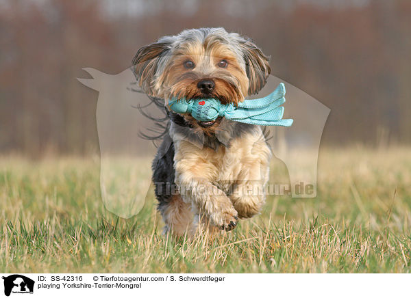 playing Yorkshire-Terrier-Mongrel / SS-42316