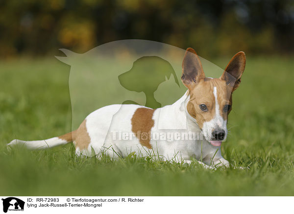 liegender Jack-Russell-Terrier-Mischling / lying Jack-Russell-Terrier-Mongrel / RR-72983