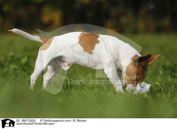 Jack-Russell-Terrier-Mischling / Jack-Russell-Terrier-Mongrel / RR-73005