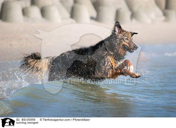 running mongrel / BS-05956