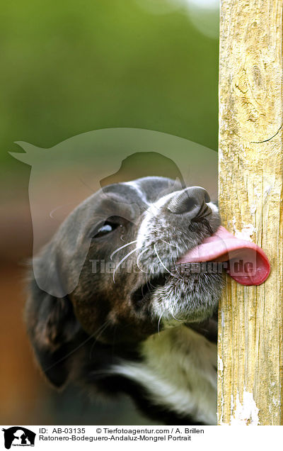 Ratonero-Bodeguero-Andaluz-Mischling Portrait / Ratonero-Bodeguero-Andaluz-Mongrel Portrait / AB-03135