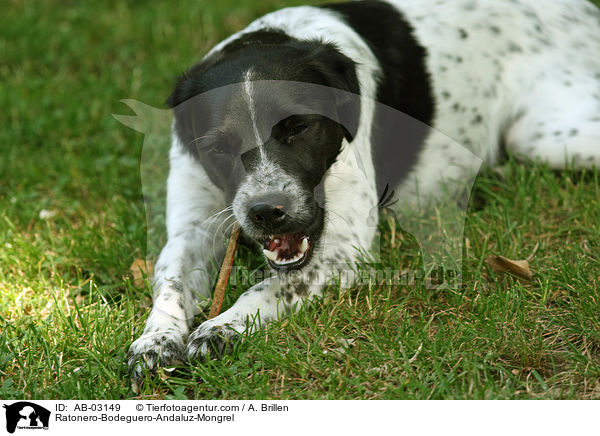 Ratonero-Bodeguero-Andaluz-Mischling / Ratonero-Bodeguero-Andaluz-Mongrel / AB-03149