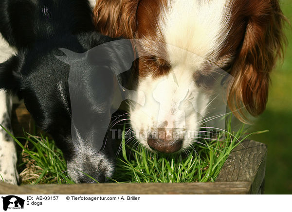 2 Hunde / 2 dogs / AB-03157