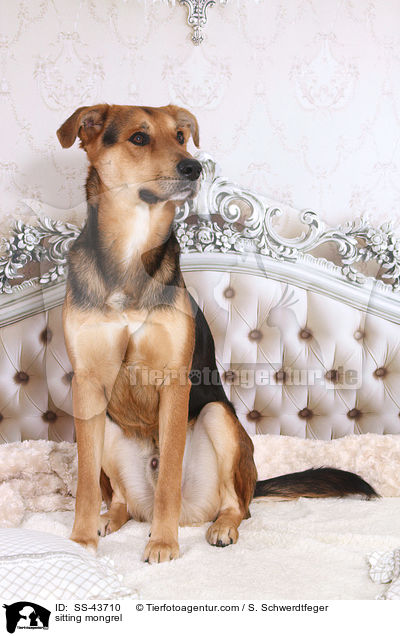 sitzender Mischling / sitting mongrel / SS-43710