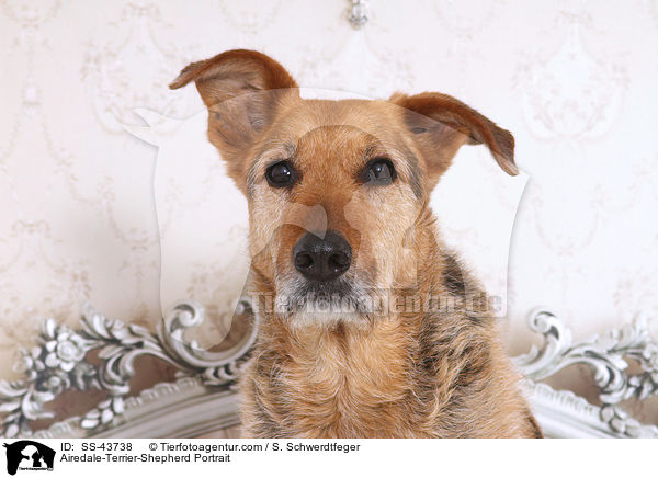 Airedale-Terrier-Schferhund Portrait / Airedale-Terrier-Shepherd Portrait / SS-43738