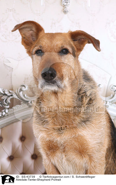 Airedale-Terrier-Shepherd Portrait / SS-43739