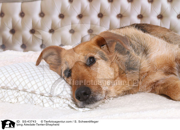 liegender Airedale-Terrier-Schferhund / lying Airedale-Terrier-Shepherd / SS-43743