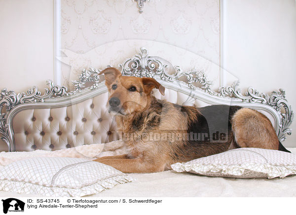 liegender Airedale-Terrier-Schferhund / lying Airedale-Terrier-Shepherd / SS-43745