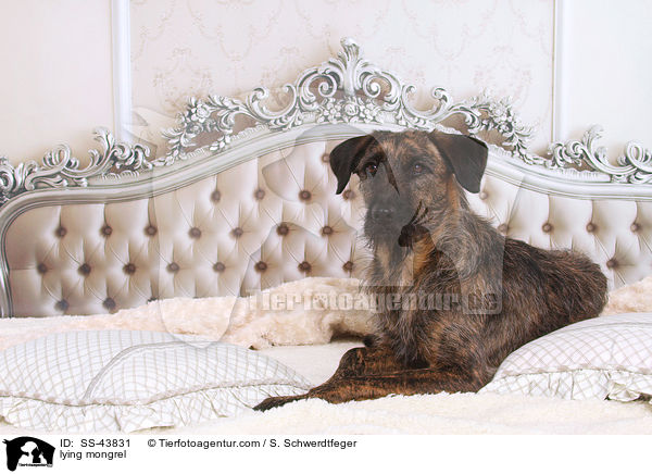 liegender Mischling / lying mongrel / SS-43831