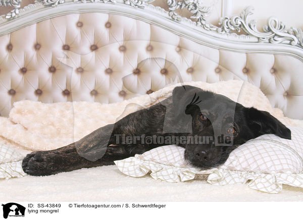 liegender Mischling / lying mongrel / SS-43849