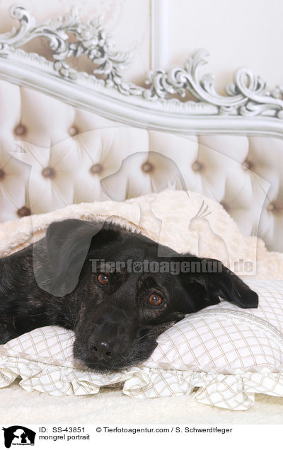 Mischling Portrait / mongrel portrait / SS-43851