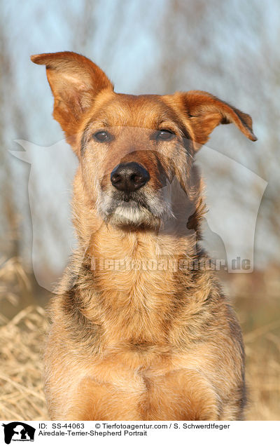 Airedale-Terrier-Shepherd Portrait / SS-44063