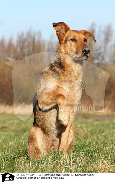 Airedale-Terrier-Schferhund gibt Pftchen / Airedale-Terrier-Shepherd gives paw / SS-44084