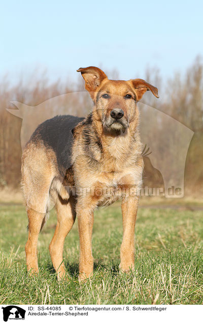 Airedale-Terrier-Shepherd / SS-44085