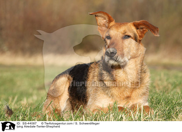 liegender Airedale-Terrier-Schferhund / lying Airedale-Terrier-Shepherd / SS-44087