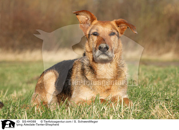 lying Airedale-Terrier-Shepherd / SS-44088