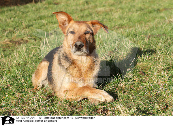 liegender Airedale-Terrier-Schferhund / lying Airedale-Terrier-Shepherd / SS-44094